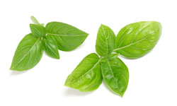 Basil: